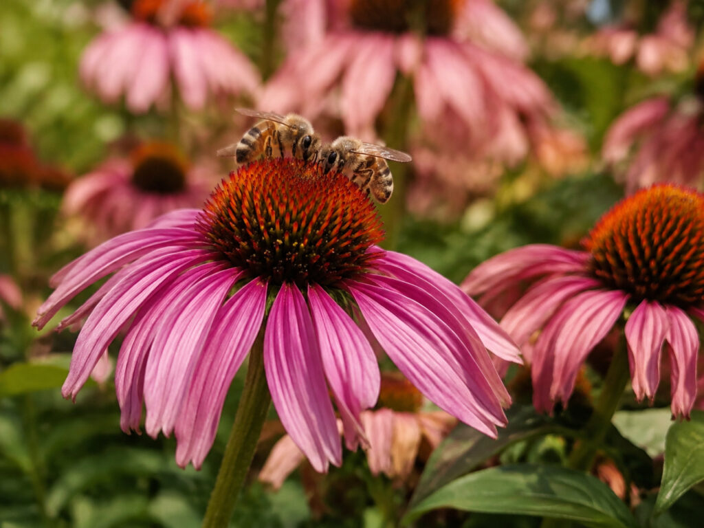 Sex in the Flower Beds