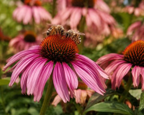 Sex in the Flower Beds