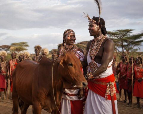 A Tale of Love, Bulls and Goats