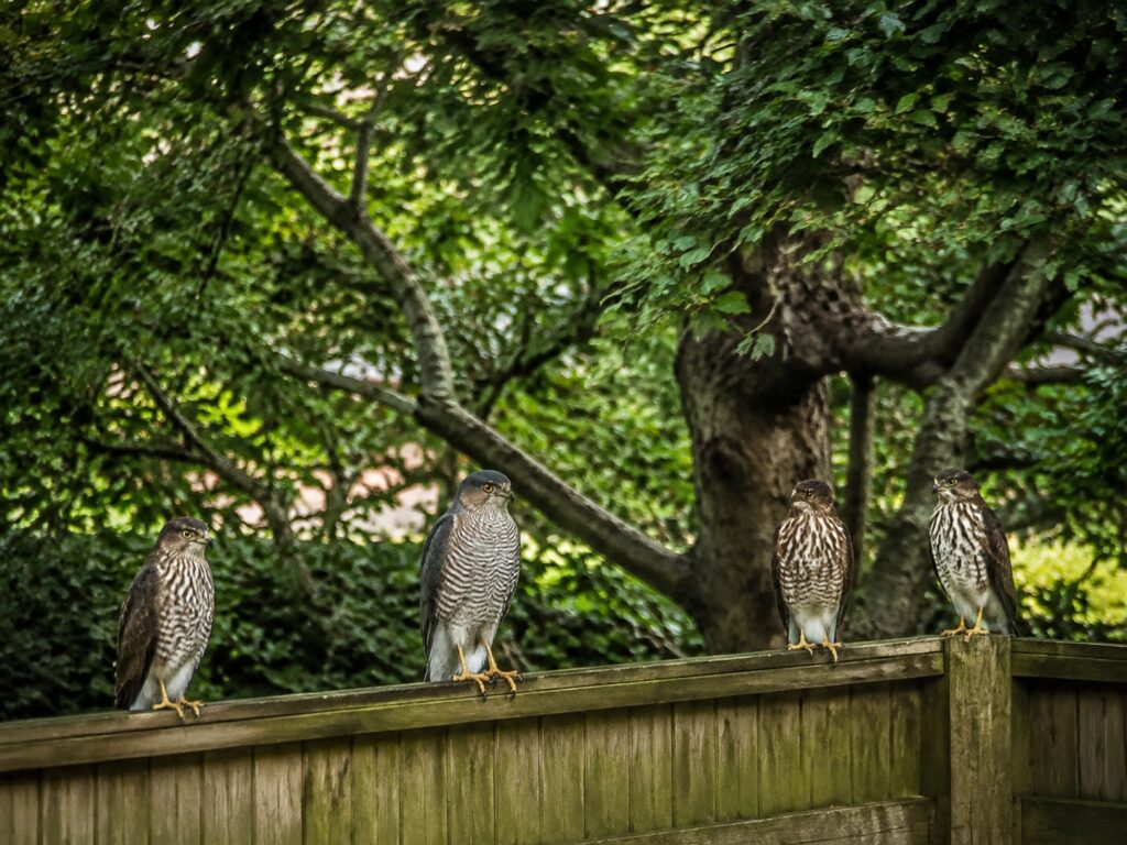 Hawks and Doves