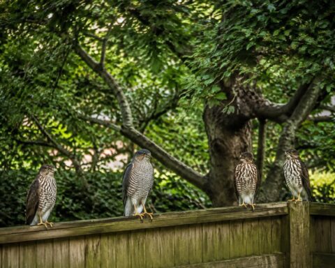 Hawks and Doves