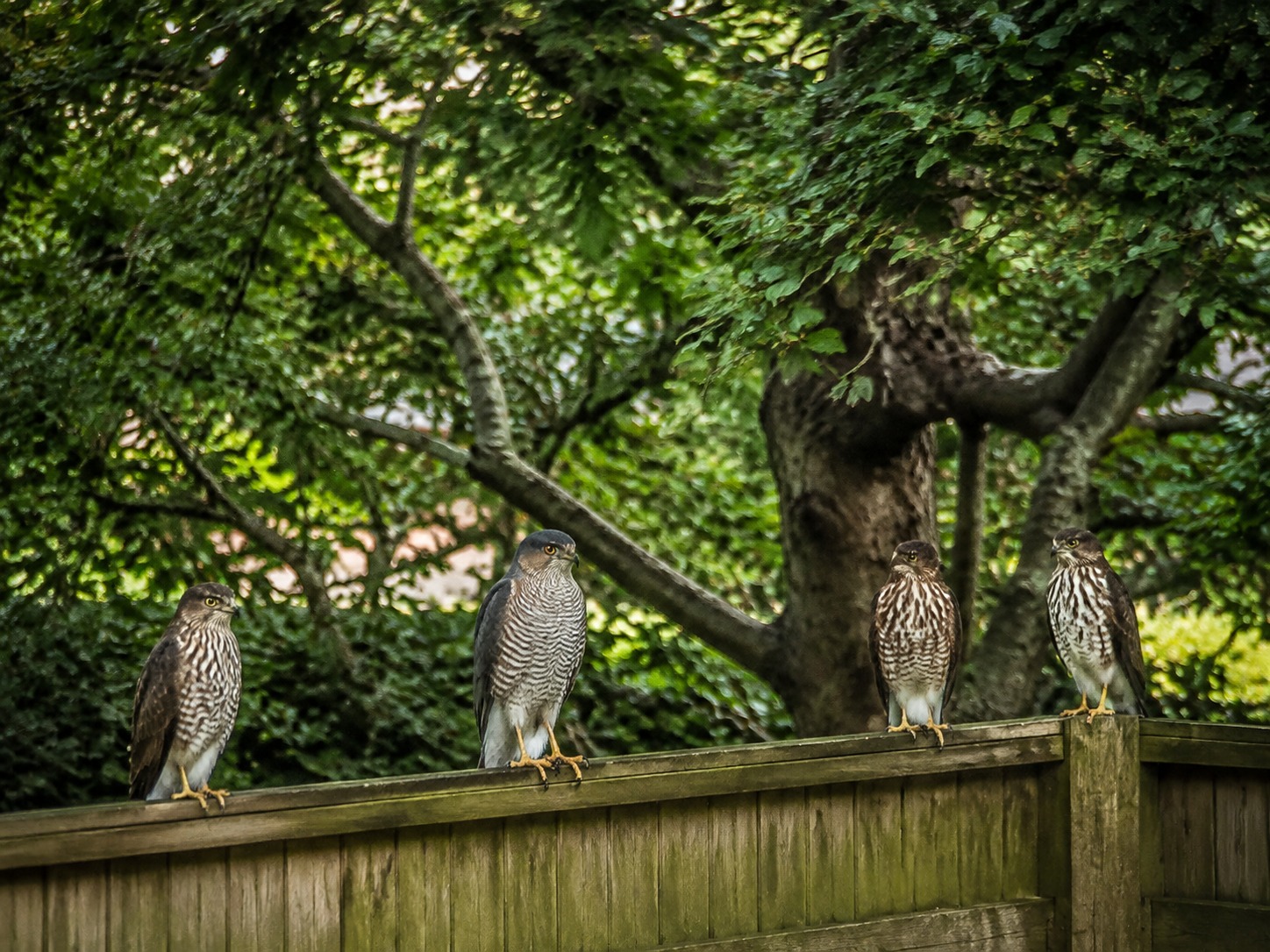 Hawks and Doves