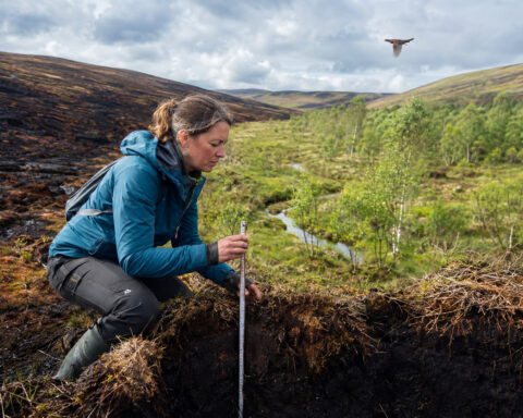 Carbon carnage: the real cost of grouse-shooting